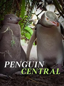 探秘企鹅王国 Penguin Central 2019 企鹅中心 新西兰-bluray